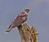 Cuckoo