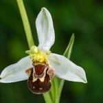 Bee Orchid (Ophrys apifera)