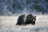 The Matriarch 399_2594