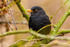 Blackbird Turdus merula-1301