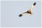 Marsh Harrier in Flight 