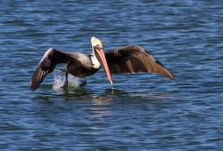  Pelicans _0014