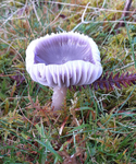 Yellow foot Waxcap