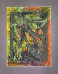 Rainforest Shadows