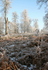 Frosty Knole Park