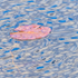 Lily Pad Impression