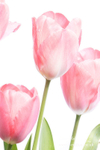 060420 -185524 copya