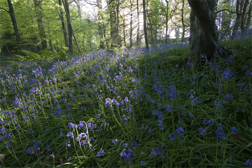 Bluebells at Ballaglass Glen