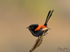 Red Wren Male 7