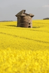Oil seed rape,Leuchars