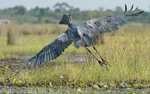 Mabamba swamp