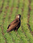 Buzzard in a field near Beckley, Oxfordshire