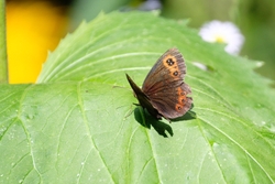 Scotch Argus2