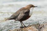Dipper