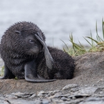 1st Dave Bundock fur seal pup sheltering from the wind South Georgia-1