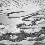 Winter Rice 5