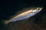 Pollachius pollachius