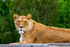 Lion - DSC_0389