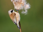 Male Penduline Tit
