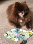 Pomeranian Art - Bookmarks portfolio