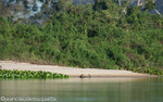 Jaguar and the Paraguay river