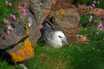 Fulmar