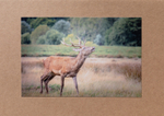 45 Red Deer