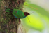 Bay-headed Tanager collecting nest material at La Paz Gardens