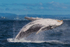0A3A2455. Humpback Breach 4