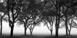 Trees 007