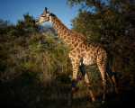 Africa-205