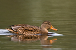 Female Mallard