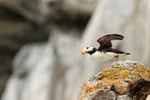 Horned Puffin prepares for takeoff, Duck Island, Alaska