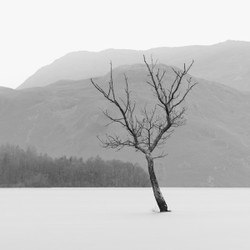 Ullswater tree - Ullswater,Lake District