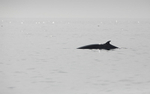 Minke Whale, off the isle of Coll, Isle of Mull, Scotland