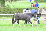 S41 - Junior Handler 8 Years & Under portfolio
