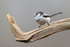 Long-tailed Tit perched, Otterbourne, Hampshire