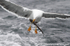 SGB004: Gull with spurdog