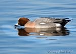 Wigeon portfolio