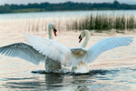 swan scrap-9633