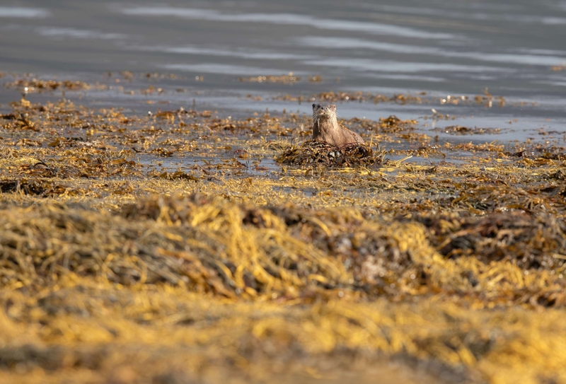 Eurasian Otter - Isle of Mull - Scotland