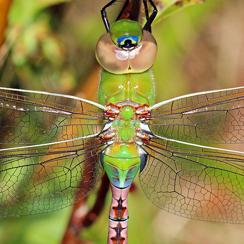 A close up image of the Common Green Darner, the largest dragonfly to inhabit Atlantic Canada and one of the most col…