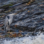 Mr Heron