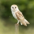 Barn Owl 202611