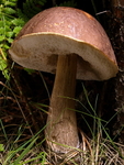 Brown Birch Bolete