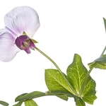 Wild Pea (Pisum sativum)