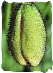A poppy ready to open web