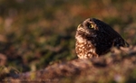 FLB056: Burrowing owl