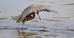 Birds 158