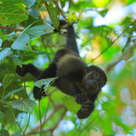 Howler Monkey hanging upside down, Manuel Antonio, Costa Rica